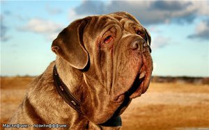 Собака мастино неаполитано