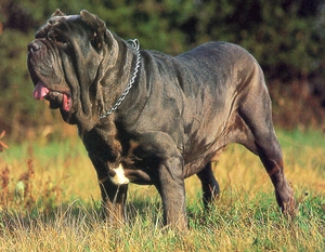 Неаполитанский мастиф