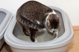 Понос у котёнка: что делать и как лечить в домашних условиях