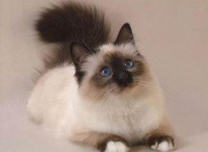 Рэгдолл: особенности породы и как выбрать котёнка