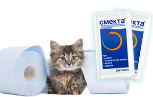 Лечение котенка от поноса
