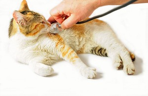 Понос у котенка