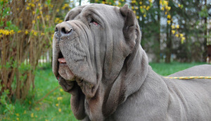 Редкая порода мастино неаполитано