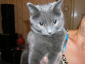 Горячий нос как показатель болезни