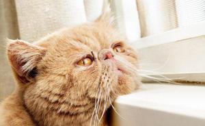 Сухой нос у кошек и собак