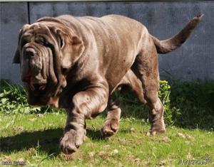 Крупный мастиф