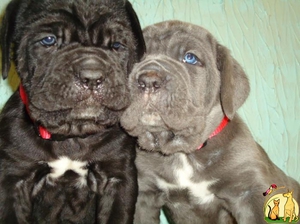 Щенки мастифа