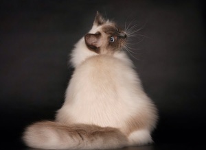 Характеристика породы Рэдголл