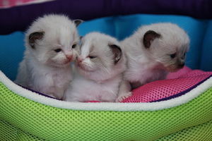 Котята Рэгдолл