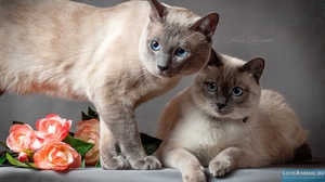 Две тайские кошки колор пойнт 