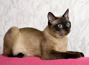 Тайская порода кошки