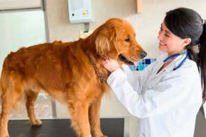 Как кастрируют собак