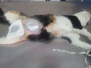 Как кастрируют собак