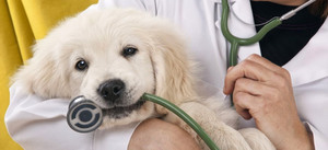 Для чего ксстрировать собак