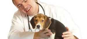 Кастрация собак: плюсы, минусы и что важно знать владельцу