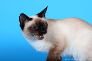 Своенравная тайская кошка