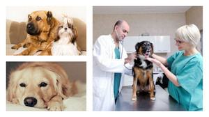 Минусы кастрации  собак