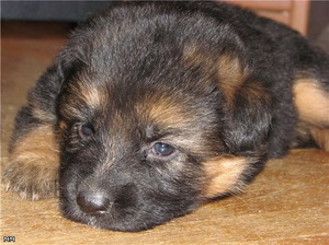 Маленький щенок немецкой овчарки 
