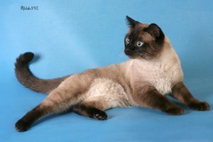 Активный характер тайской кошки