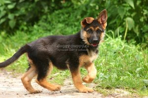 Содержание немецкой овчарки