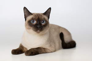 Кот окраса сил-пойнт фото