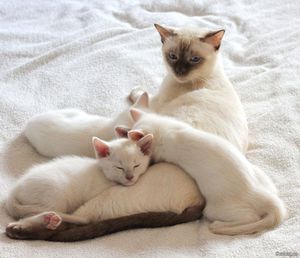 Тайская кошка и котята окраса фавн-поинт