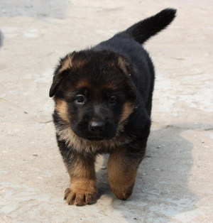 Маленький щенок овчарки на улице