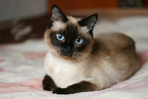Красивый котик на кровати