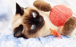 Тайская кошка играет с клубком ниток