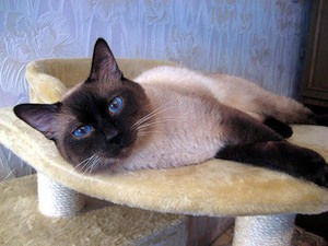 Тайская кошка в квартире