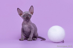 Канадский сфинкс: описание породы, уход и особенности