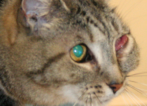 Проблемы с глазами у кошек