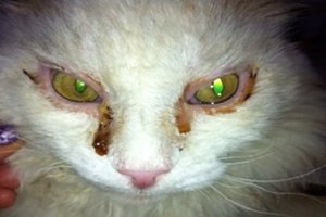 Как проявляются болезни глаз