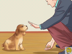 Дрессура молодого щенка 