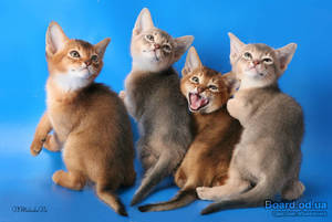 Забавные абиссинские котята