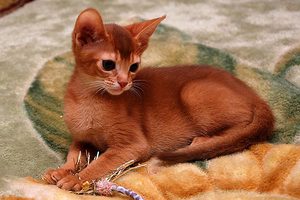 Котенок окраса соррель