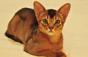 Абиссинская кошка окрас дикий
