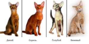 Виды окрасов Абиссинцев