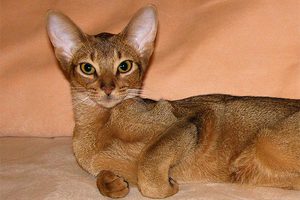 Как ухаживать за абиссинкой