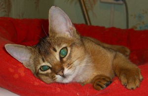 Абиссинская кошка отдыхает