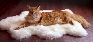 Мейн-кун: характеристика породы, особенности и уход