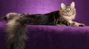 Характеристика и описание породы кошек Мейн-кун