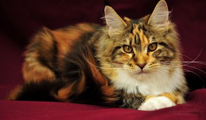 Легенды о появлении в мире кошек породы Мейн-кун