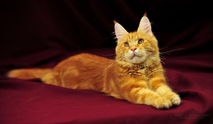 Содержание  кошек породы Мейн-кун