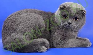 Скоттиш страйт и скоттиш фолд