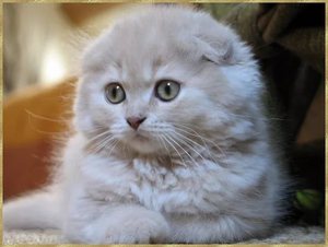 Уход за кошками породы скоттиш страйт и скоттиш фолд