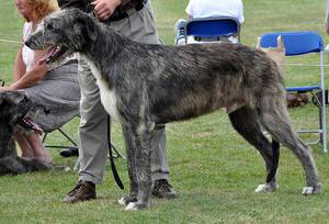 Ирландский волкодав: гигант среди собак
