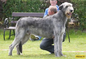 Строение тела и вес собаки