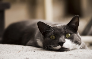 Стоп-стресс-для-кошек-отзывы