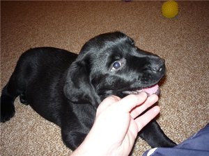 Как приучить собаку 